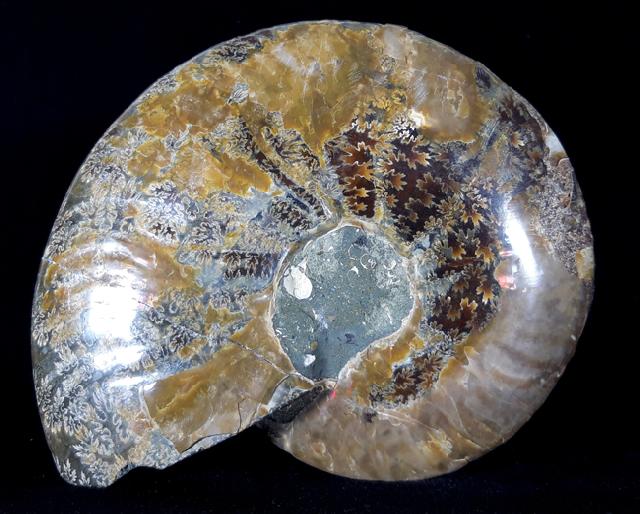 Cleoniceras (Grycia) besairiei COLLIGNON 1949 - Bild © FossNet FossilienStore